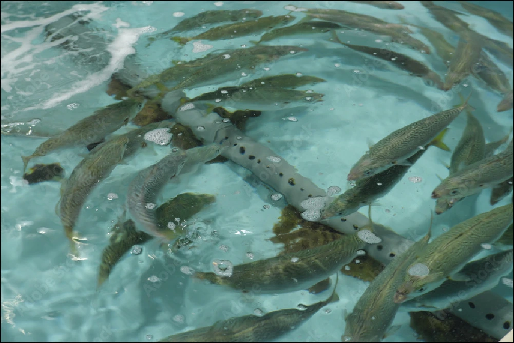 養殖魚成長促進